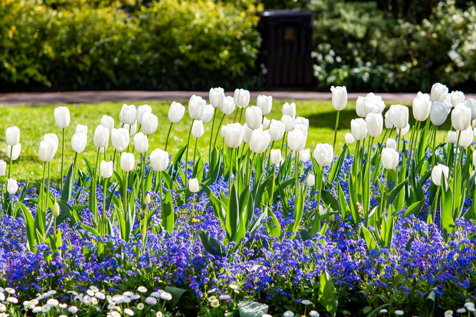 A vibrant flower bed featuring a dense cluster of white tulips with smooth petals and tall green stems, arranged in a natural, slightly curved formation. Surrounding the tulips are low-growing blue fo