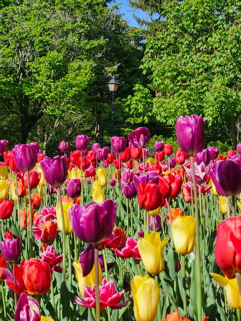A vibrant field of tulips in full bloom, featuring a mix of purple, red, yellow, and pink flowers with lush green stems and leaves. The tulips are densely packed, creating a colorful display beneath a