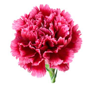 CARNATIONS